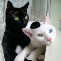 我的猫是我的，你的猫还是我的 “那我听话”“乖，听