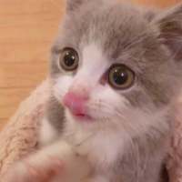 想变成一只猫在你怀里睡着有空就对你撒娇 活得累是因为心里装了