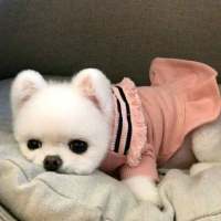 这么可爱的灵宠，是你家的吗？ 别吃了 减肥那么辛苦