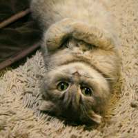 猫咪 哪里那么多心狠和潇洒