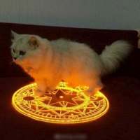 敲可爱的猫咪 所有的诺言只有在出口