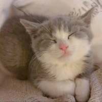 想变成一只猫在你怀里睡着有空就对你撒娇 活得累是因为心里装了