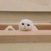 拿图给花。 爱不能久不没够不能太