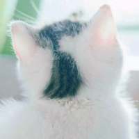 以后要给老婆买一只猫。 Reluctant
