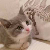 想变成一只猫在你怀里睡着有空就对你撒娇 活得累是因为心里装了
