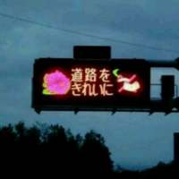 酒馆野猫. 任何东西 只要足以迷