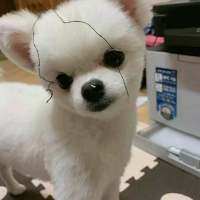 拿图给花。 爱不能久不没够不能太