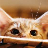 猫咪 哪里那么多心狠和潇洒