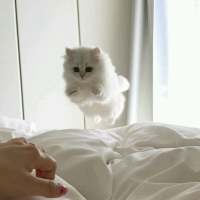 敲可爱的猫咪 所有的诺言只有在出口