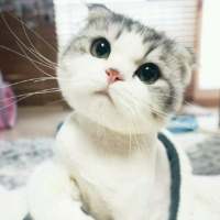 敲可爱的猫咪 所有的诺言只有在出口