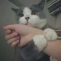 敲可爱的猫咪 所有的诺言只有在出口