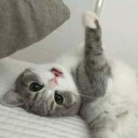 我的猫是我的，你的猫还是我的 “那我听话”“乖，听