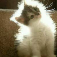 敲可爱的猫咪 所有的诺言只有在出口