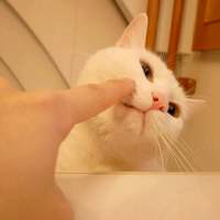 我的猫是我的，你的猫还是我的 “那我听话”“乖，听