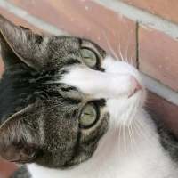 捕获可爱猫一只? 我像信徒一样祈祷，可