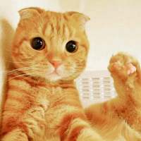 大眼折耳猫，萌萌 学会自给自足 别老尝