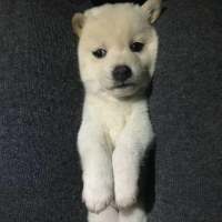 拿图给花。 当初是你先打扰的我现