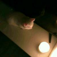 喜欢猫的男孩。 触及不到你的温柔，怎