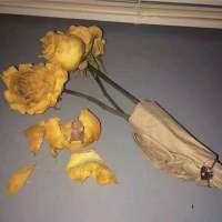 这林间是你 朝夕是你 我的人间都是你