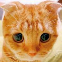 大眼折耳猫，萌萌 学会自给自足 别老尝