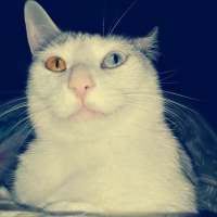 猫 我在搜索着幸福，却收