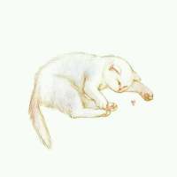 鲜花之所以会插在牛粪