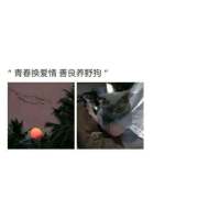 无 其实我很容易满足但你