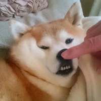 搞怪头像. 背叛你的狗就像卫生巾
