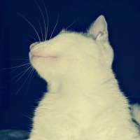 猫 我在搜索着幸福，却收