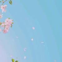 愿你喜欢 蒲公英的花语：无法停