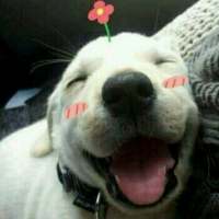 拿图给花。 句号不是结束，是两个