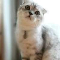 捕获可爱猫一只? 我像信徒一样祈祷，可