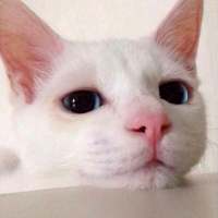 我的猫是我的，你的猫还是我的 “那我听话”“乖，听