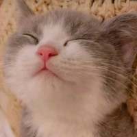 想变成一只猫在你怀里睡着有空就对你撒娇 活得累是因为心里装了