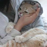 我的猫是我的，你的猫还是我的 “那我听话”“乖，听