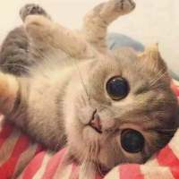 猫咪 哪里那么多心狠和潇洒