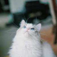 敲可爱的猫咪 所有的诺言只有在出口