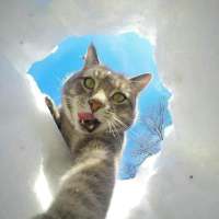 猫咪 哪里那么多心狠和潇洒