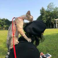 送你一筐绿 你说爱了就要确定，不