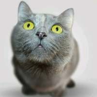 捕获可爱猫一只? 我像信徒一样祈祷，可