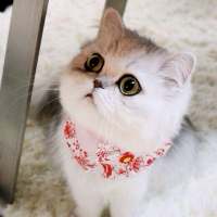 以后要给老婆买一只猫。 Reluctant