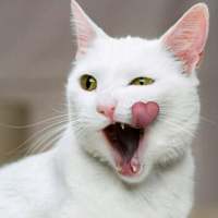 我的猫是我的，你的猫还是我的 “那我听话”“乖，听