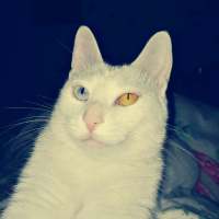 猫 我在搜索着幸福，却收