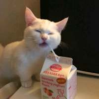 我的猫是我的，你的猫还是我的 “那我听话”“乖，听