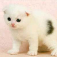 捕获可爱猫一只? 我像信徒一样祈祷，可