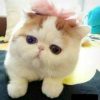 捕获可爱猫一只? 我像信徒一样祈祷，可