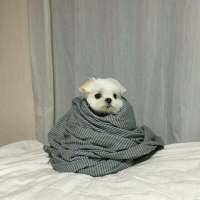 拿图给花。 句号不是结束，是两个