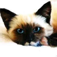捕获可爱猫一只? 我像信徒一样祈祷，可