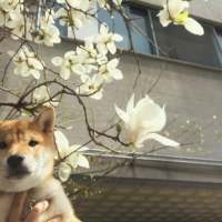 拿图给花。 当初是你先打扰的我现