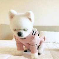 这么可爱的灵宠，是你家的吗？ 别吃了 减肥那么辛苦